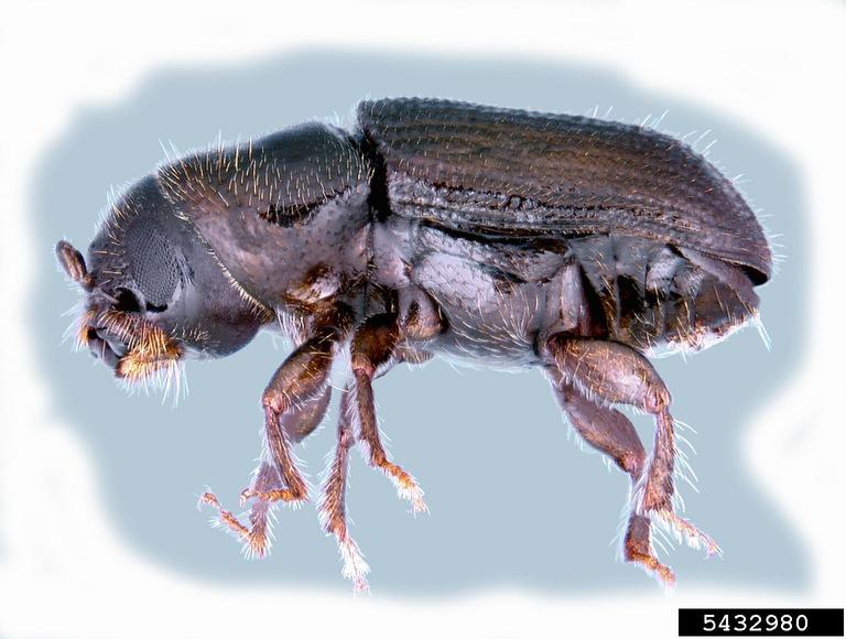 Southern Pine Beetle